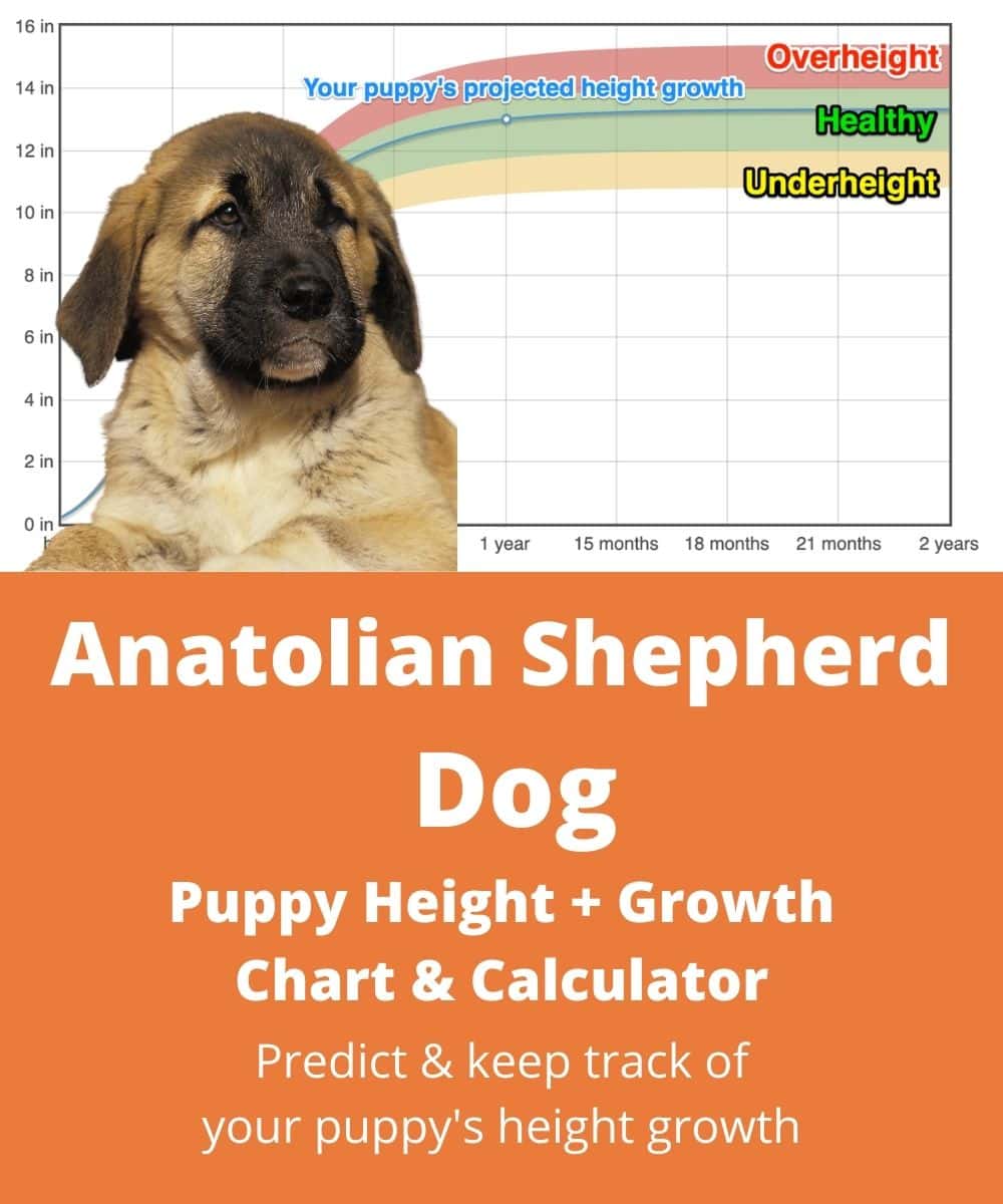 kangal-dog Puppy height Growth Chart kangal-dog Puppy height Growth Chart